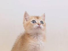 -十年猫舍·猫咪专门店(普陀店)