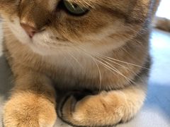 -猫腻·猫咖·撸猫馆(星光大道店)