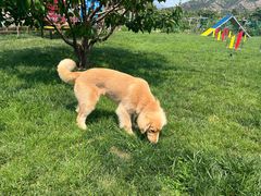 -趣玩宠物乐园寄养训犬训狗游泳池