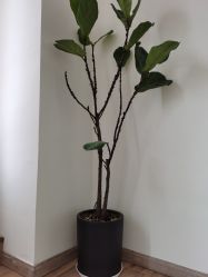-静待花开瑜伽尊巴会馆