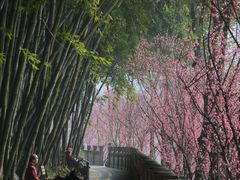 -望江楼公园