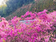 -深圳仙湖植物园