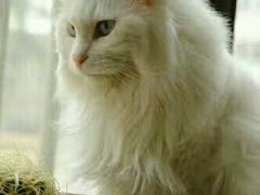 -北京观赏动物医院·24小时大型综合·猫专科·异宠专科