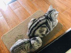 -中农国际动物医院24小时·猫科·骨科·急重症中心
