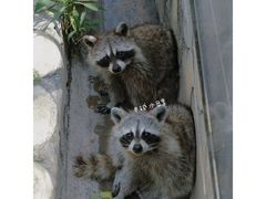 -灵玲国际马戏城