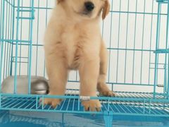 -翊宠yipet猫狗购宠庄园犬舍•猫舍