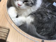 -飞行喵MR PILOT|猫舍·猫咖(静安大融城店)
