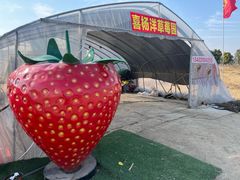 -喜杨洋草莓采摘园