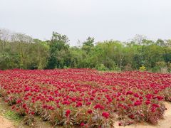 -盘龙城国家考古遗址公园