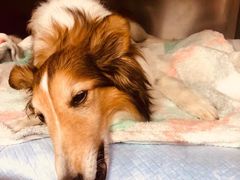 -爱侣宠医·鹦鹉专科·小型哺乳类·异宠专科(灵石路店)