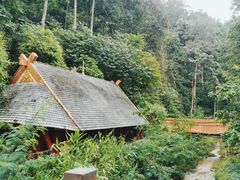 -西双版纳原始森林公园