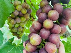 -马陆小张葡萄园农家乐