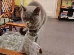 -猫色咖啡·猫咖
