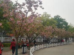 -嘉定紫藤园