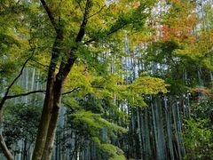 -西芳寺(苔寺)