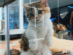 -babydoll猫舍·米努特·德文·缅因(久光中心店)