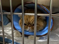 -瑞派名望24h动物医院异宠专科·猫专科·骨科·重症监护分院