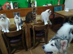 -李小姐の猫咖啡馆(五角场店)