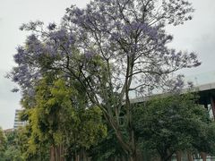 -张坝桂圆林公园