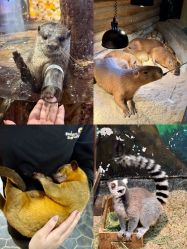 -Zoolung Zoolung动物主题公园(海信广场店)