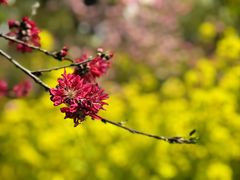 -南汇桃花村