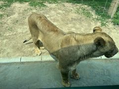 -北京野生动物园