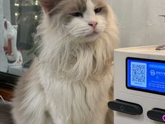 -共舞时光猫咖·狗咖(新街口店)