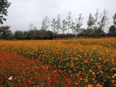 -荷兰花海