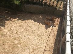 -西霞口神雕山野生动物世界