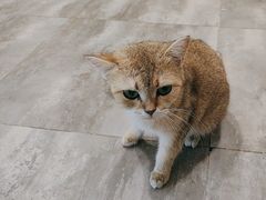 -楼上猫咖(罗湖店)