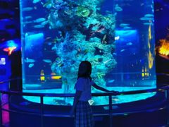 -芜湖新华联大白鲸海洋公园