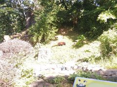 -广州动物园