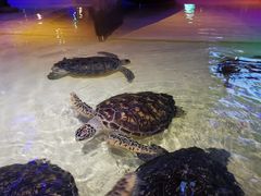 -华夏文旅海洋公园