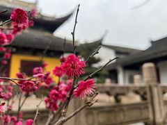 -西园戒幢律寺