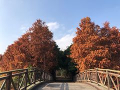 -上海海湾国家森林公园