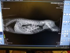 -爱诺耐芙动物医院(万博店)