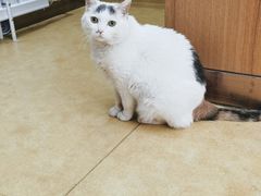 -瑞派宠物医院·中兽医专科(中央商城分院)