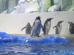 -石家庄极地海洋世界