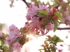 -海棠花溪(元大都城垣遗址公园)