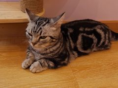 -猫咪派对(江南西店)