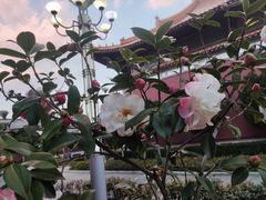 -大理文庙(大理古城)