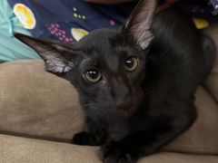 -momokira米努特·德文卷毛猫·棉花面纱犬