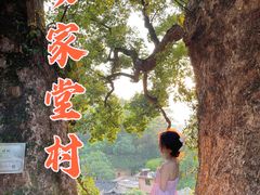 -杨家堂村