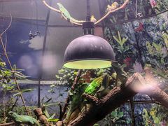 -上海大自然野生昆虫馆(东方明珠·爬宠昆虫探索中心)