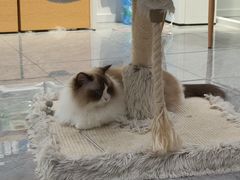 -爱洗澡的猫(天河路店)