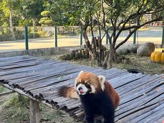 -泉州海丝野生动物世界