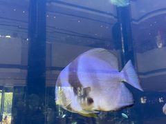 -OPEN開全日自助餐厅·牛肉火锅·海鲜(佛山希尔顿酒店)