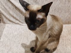 -藏猫猫咖啡主题馆(中央大道店)