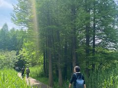 -溱湖国家湿地公园