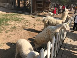 -上美四季动物农场